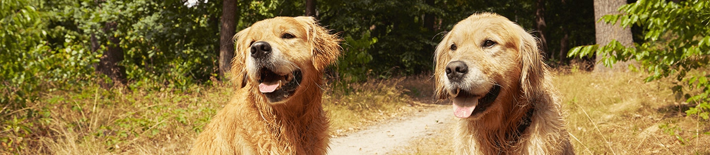 Tips for Caring for Large Dogs