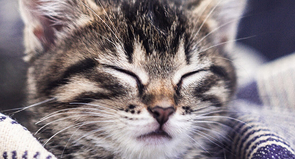 Kitten Basics: Do Kittens Get Hairballs?