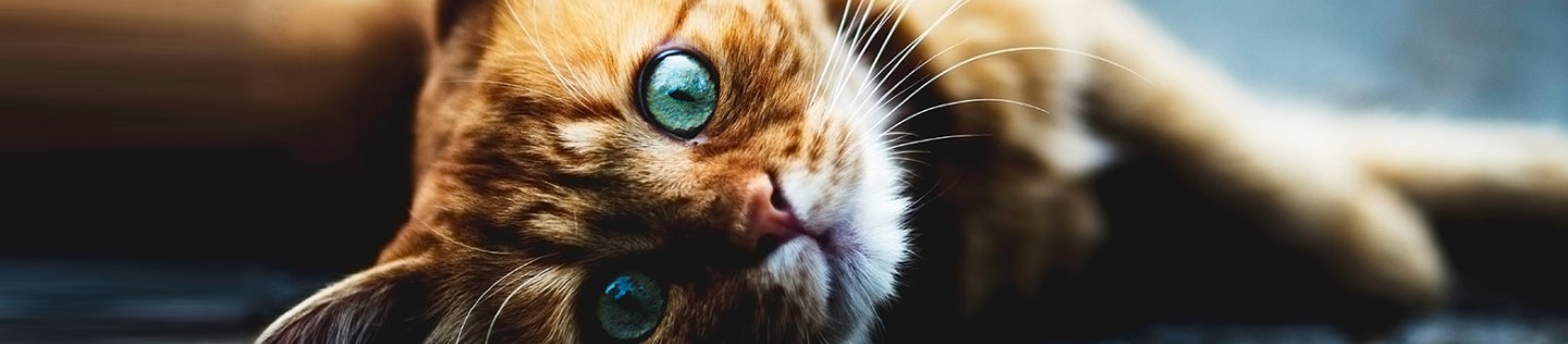 Feeding Guidelines for Your Cat