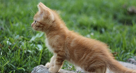 Kitten Food, Flaxseed Meal and Omega-3 Fatty Acids-mob