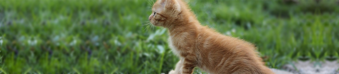 Kitten Food, Flaxseed Meal and Omega-3 Fatty Acids