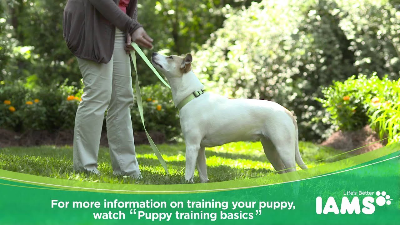 Leash training a puppy