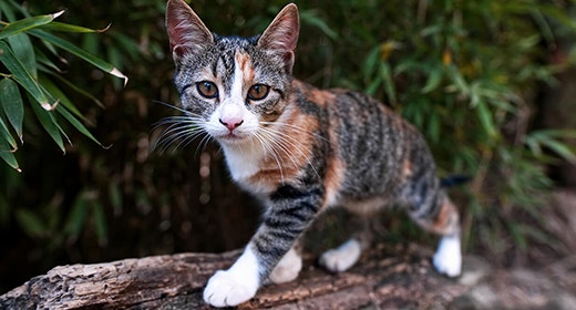 The Importance of Fish Oil in Kitten Food-mob