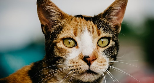 Why Antioxidants Are Good For Your Cat-mob