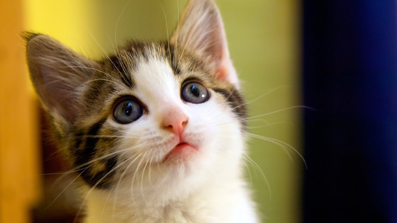 Kitten and cat adoption basics