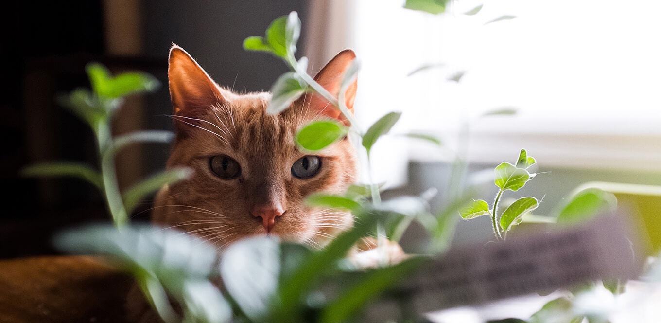 Does Your Cat Have Allergies?