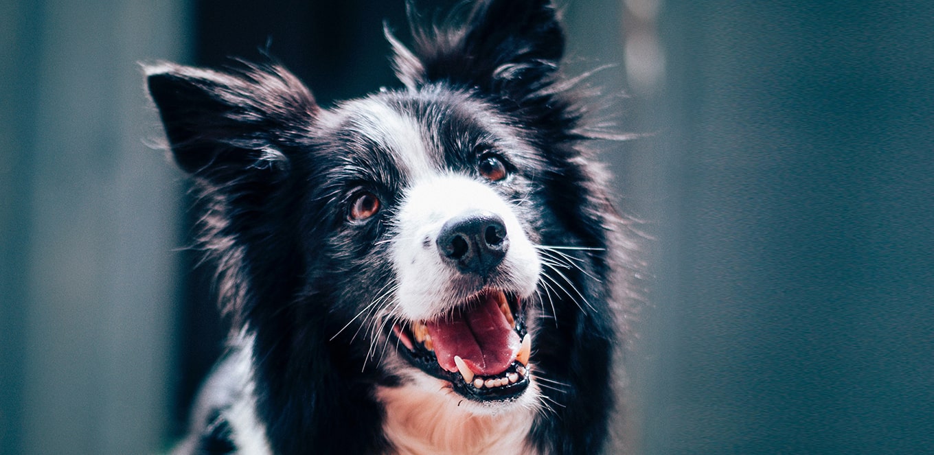  article how to evaluate which food is best for your dog header