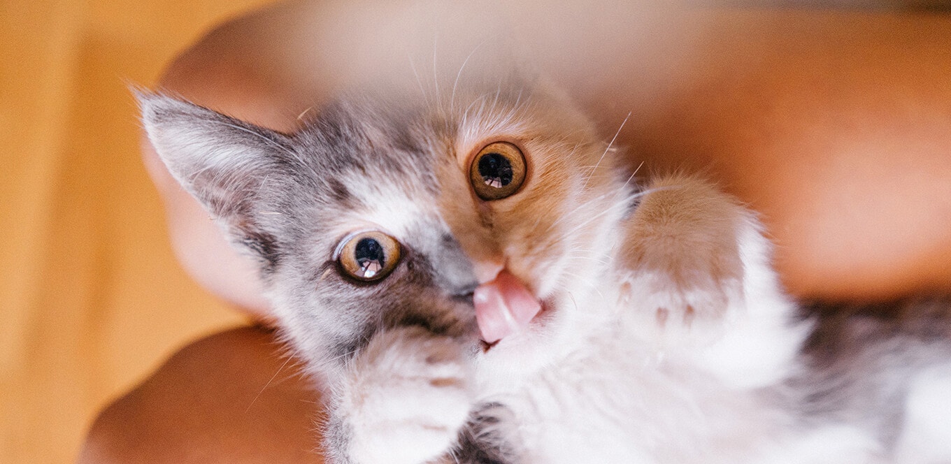 Kitten Basics: 4 Kitten-feeding Tips