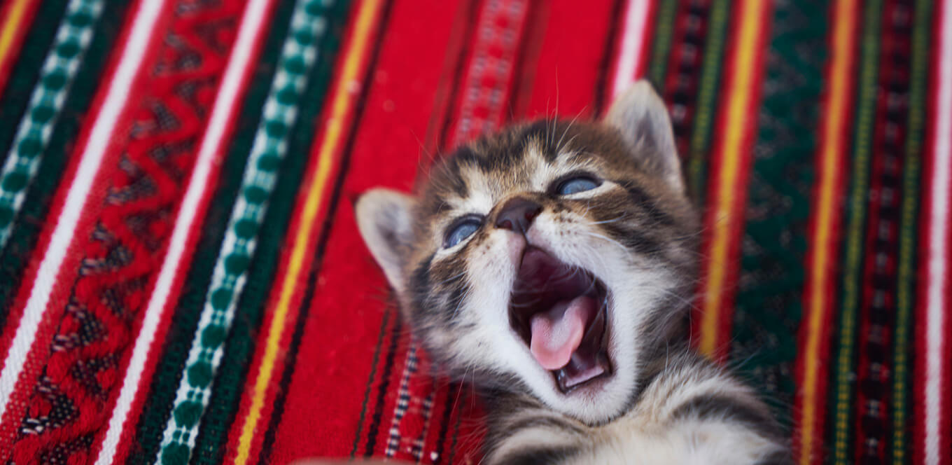 Kitten Basics: Taking Care of Your Kitten’s Oral Health