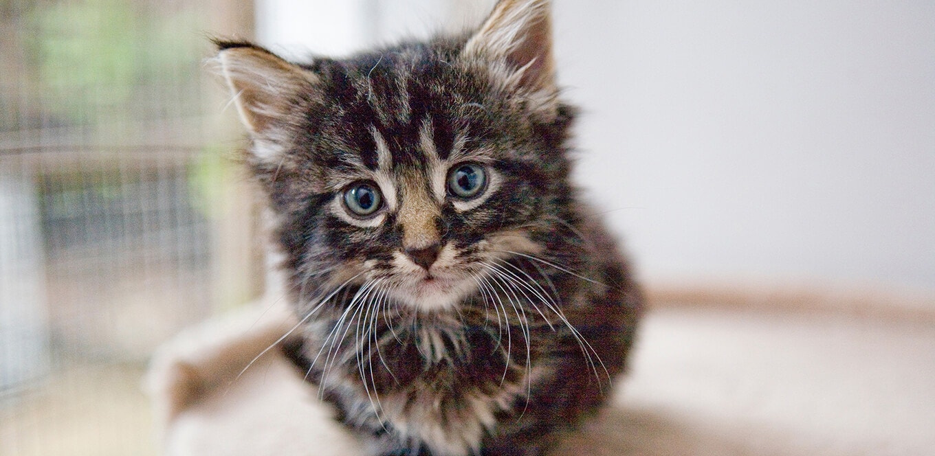 Kitten Basics: How to Keep Your Kitten in Good Health