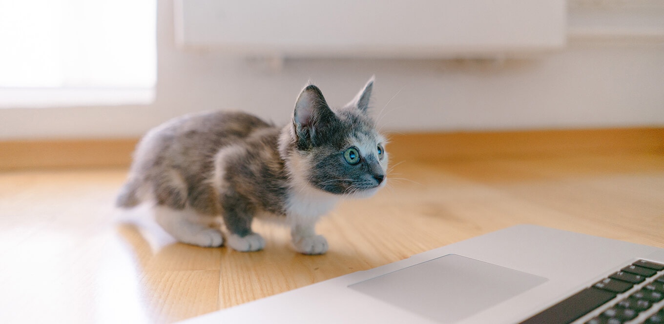 article the importance of taurine in kitten foods header