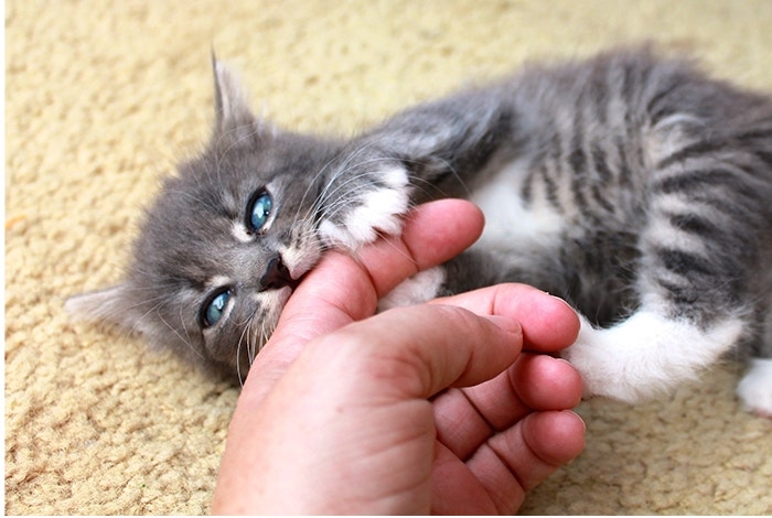 Our Favorite Tips to Train a Kitten