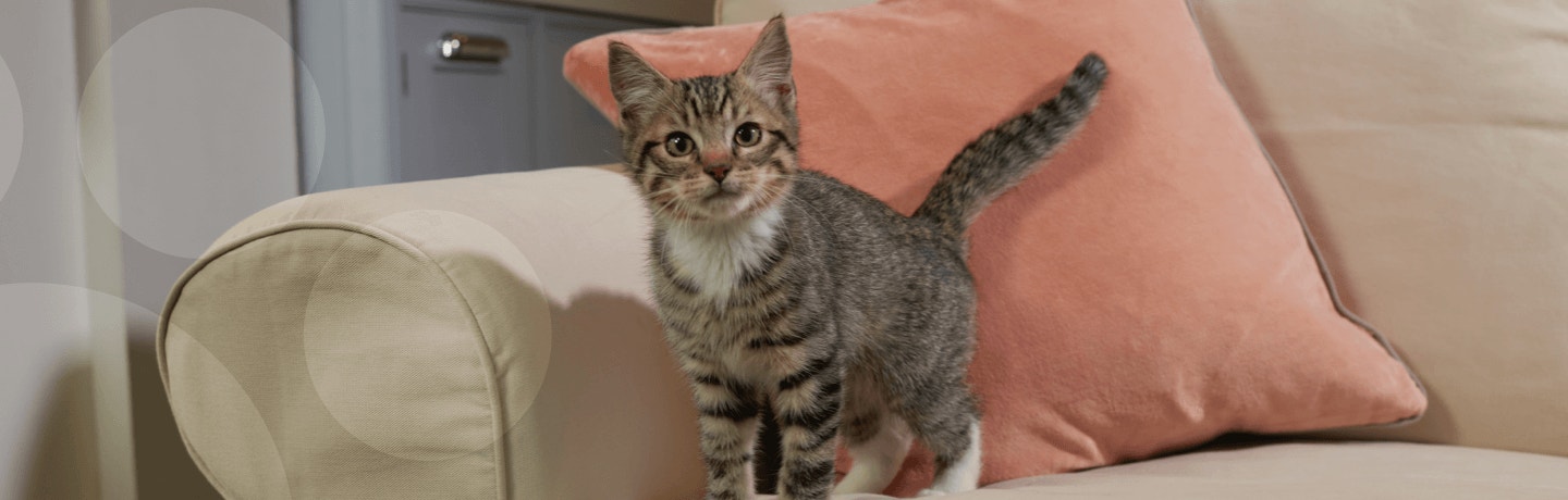 CAT FOOD SELECTOR hero