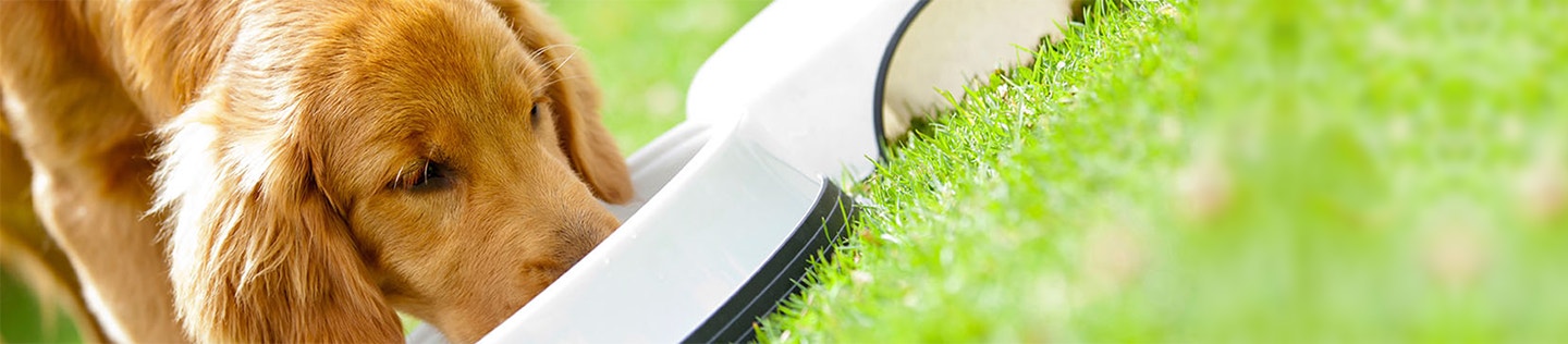 Common Questions About Feeding Dogs 