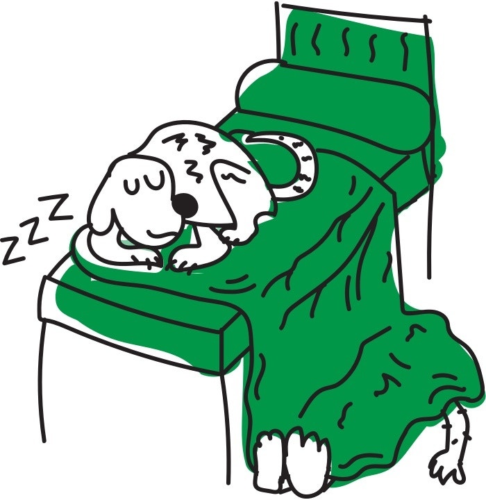 Tips for Caring for Large Dogs