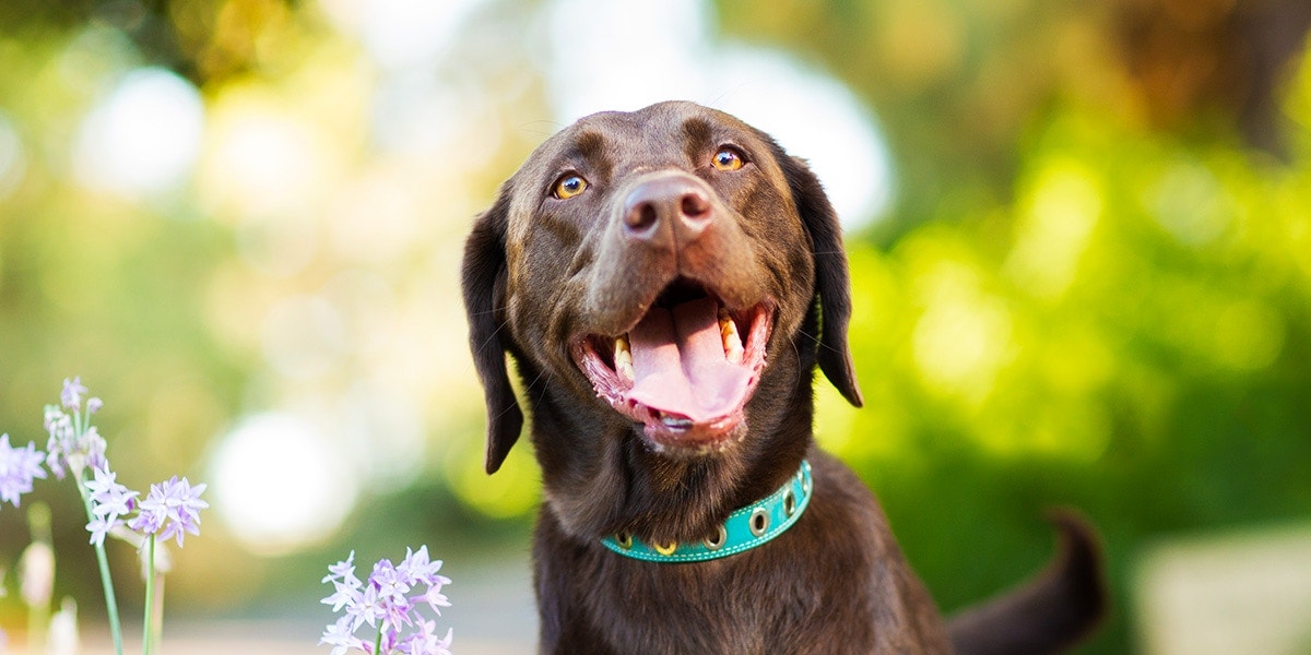 A Healthy Diet for Your Dog Can Mean Good Health for You