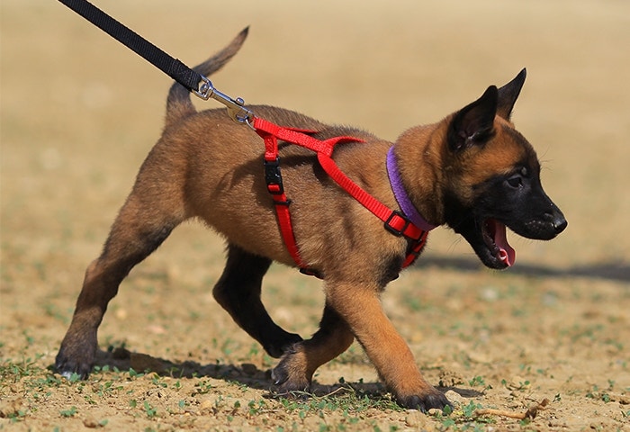 Train Your Puppy Like a Pro