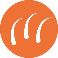 LIGHT SHEDDING logo