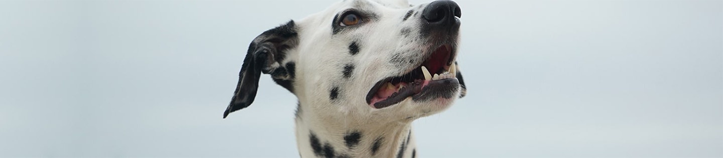 Everything You Need to Know About Healthy Dog Skin and Coat