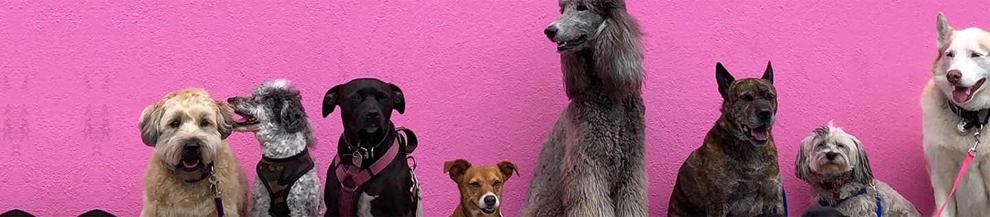  A Pet Parent’s Guide To The Best Antioxidants For Dogs