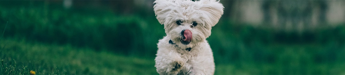 Why Dogs Need Protein, Fat and Fiber in Their Food