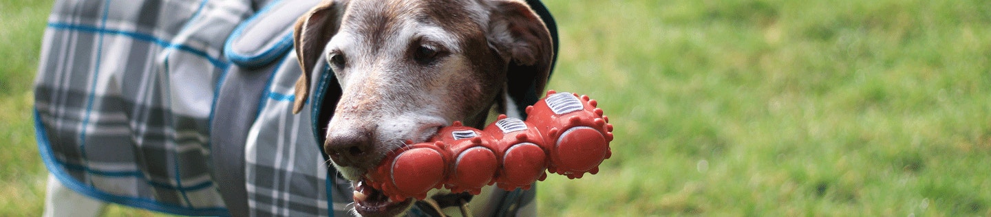 Your puppy’s first veterinary visit