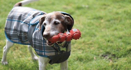 Your puppy’s first veterinary visit