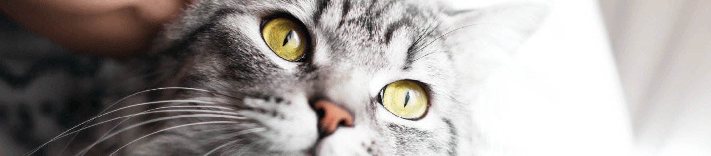 Your Cat's Health from 1 to 8 Years