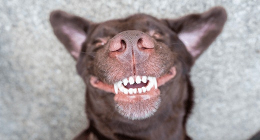 How to Care for Your Dog’s Teeth