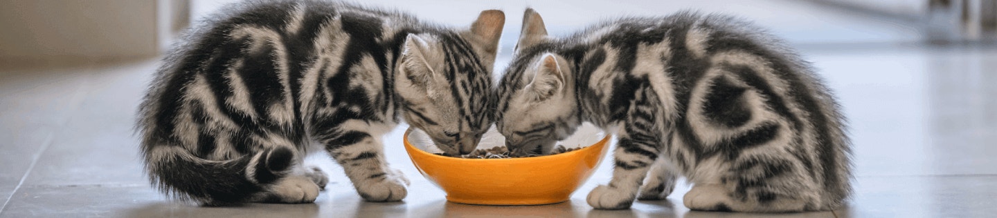 cat article detail banner