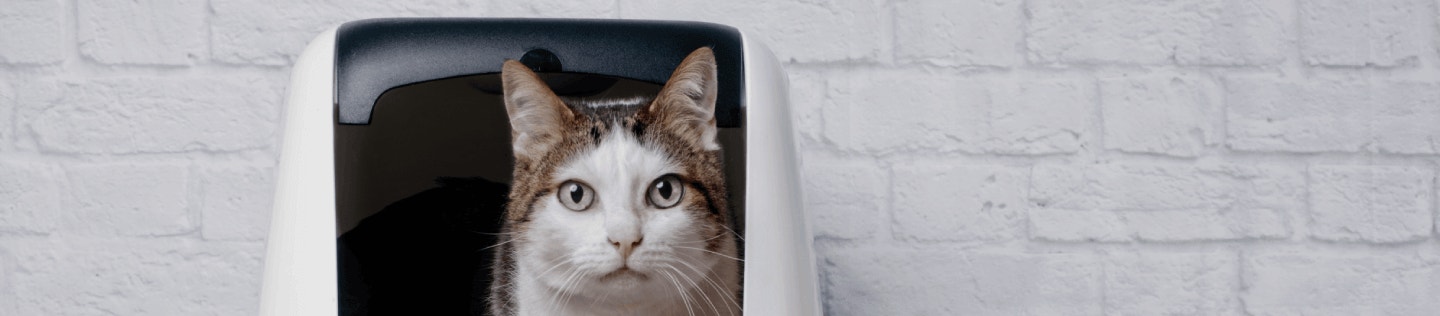 How to Keep Your Cat’s Urinary Tract in Tip-top Shape