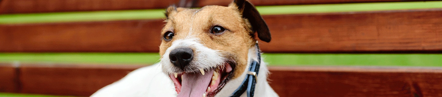 Is Your Dog Panting a Lot? Understanding When It's Normal and When to Worry