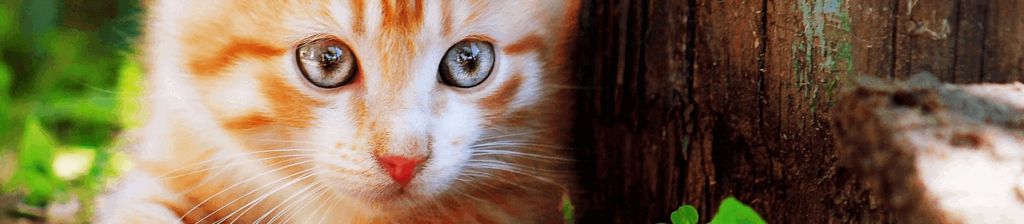 What You Should Know About Changing Your Cat’s Diet 