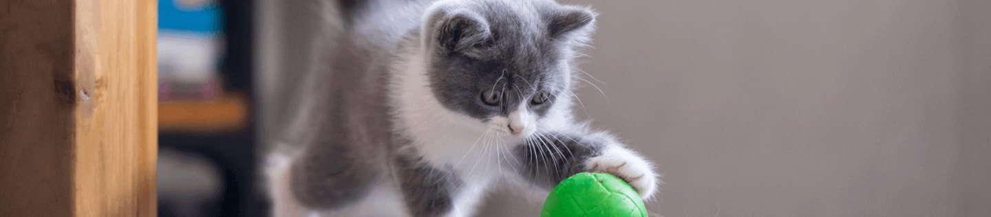 Our Favorite Tips to Train a Kitten