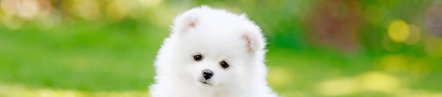 Keeping Your Dog Safe from Fleas and Ticks