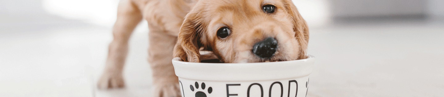 Why the Taste of Your Dog’s Food Matters
