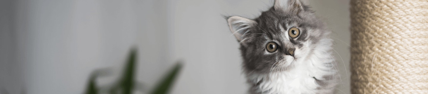 Understanding Kitten Food Nutrition Labels