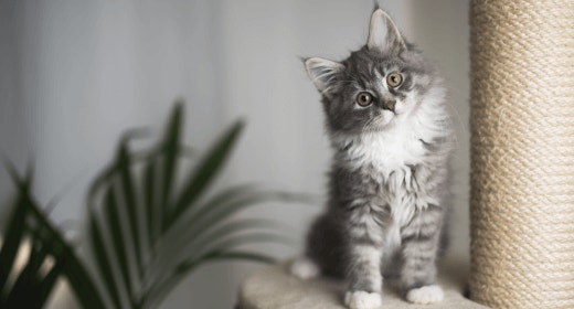 Understanding Kitten Food Nutrition Labels