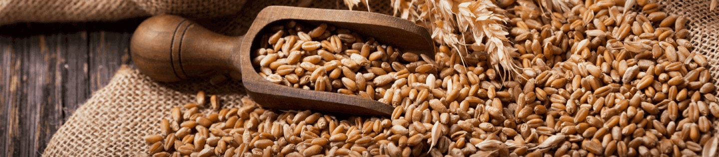 What You Should Know About Changing Your Cat’s Diet 