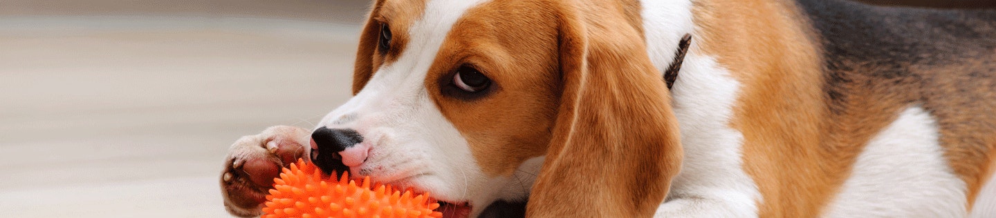 Encouraging Healthy Chewing Behavior in Your Dog