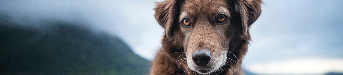 Caring for Your Dog’s Joint Health