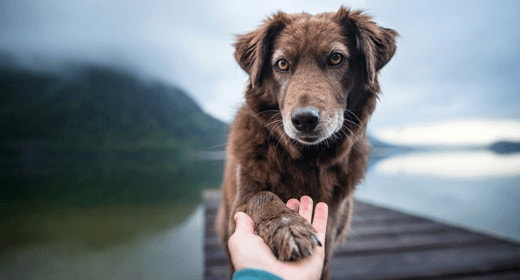 Caring for Your Dog’s Joint Health