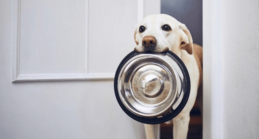 How to Decipher Dog Food Labels: Dates and Shelf Life