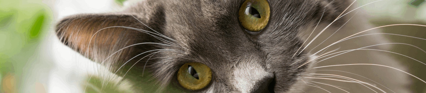 How Nutrition Can Help Improve Your Cat’s Coat