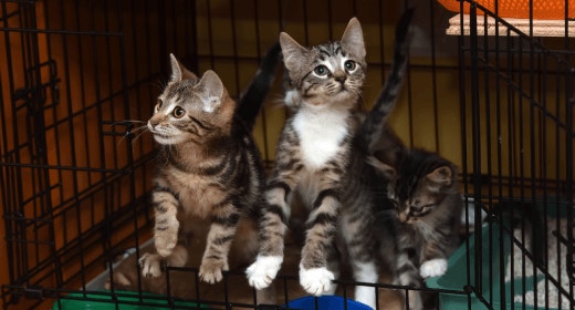 Kitten and cat adoption basics