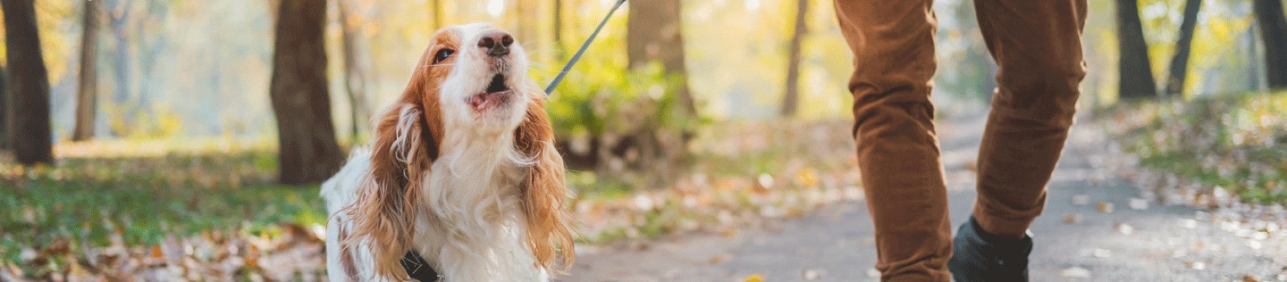 How to teach your dog to stop barking