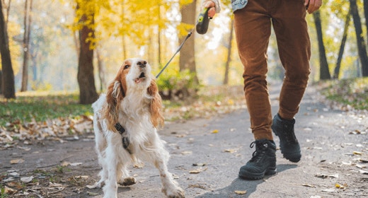 How to teach your dog to stop barking