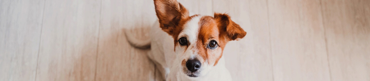 How to Evaluate Which Food Is Best for Your Dog