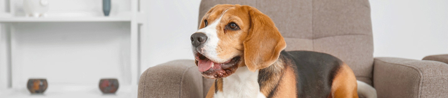 How to Manage Your Dog's Weight