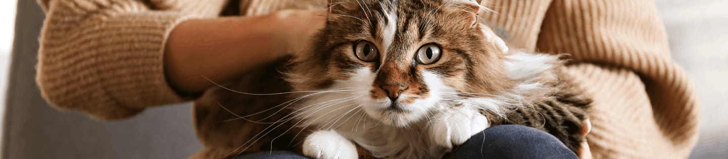 cat article detail banner